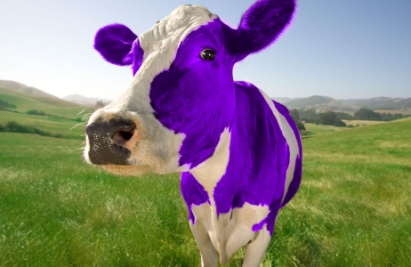 A purple cow that stands out in the crowd